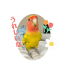 コザクラインコよもぎ♀6（個別スタンプ：4）