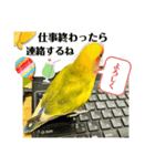 コザクラインコよもぎ♀6（個別スタンプ：5）