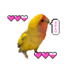 コザクラインコよもぎ♀6（個別スタンプ：6）