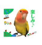 コザクラインコよもぎ♀6（個別スタンプ：7）