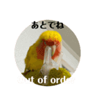 コザクラインコよもぎ♀6（個別スタンプ：8）