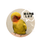 コザクラインコよもぎ♀6（個別スタンプ：9）