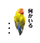 コザクラインコよもぎ♀6（個別スタンプ：10）