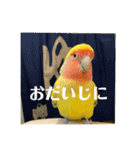 コザクラインコよもぎ♀6（個別スタンプ：12）