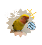 コザクラインコよもぎ♀6（個別スタンプ：13）