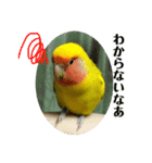 コザクラインコよもぎ♀6（個別スタンプ：14）