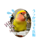 コザクラインコよもぎ♀6（個別スタンプ：15）