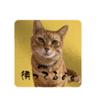 ちゃーくん日常使い12（個別スタンプ：1）