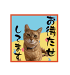ちゃーくん日常使い12（個別スタンプ：3）