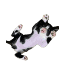 ジョルノ、ジョリーン、はち、ゆずの日常（個別スタンプ：29）