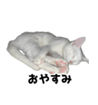 ルルのラインスタンプ（個別スタンプ：2）