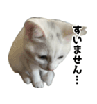 ルルのラインスタンプ（個別スタンプ：3）