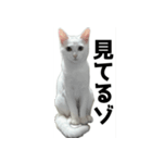 ルルのラインスタンプ（個別スタンプ：6）