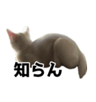ルルのラインスタンプ（個別スタンプ：11）