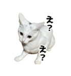 ルルのラインスタンプ（個別スタンプ：13）