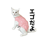 ルルのラインスタンプ（個別スタンプ：19）