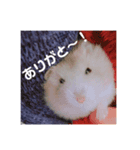 ハムスターのはむはむ（個別スタンプ：5）
