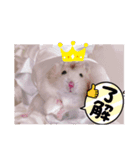 ハムスターのはむはむ（個別スタンプ：7）