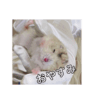 ハムスターのはむはむ（個別スタンプ：8）