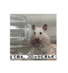 ちゃんちゃんの証明写真（個別スタンプ：16）