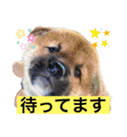 粟野農場LINE stamp（個別スタンプ：20）