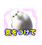 粟野農場LINE stamp（個別スタンプ：25）