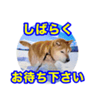 粟野農場LINE stamp（個別スタンプ：35）