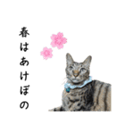 こたとらちょび(四季編)（個別スタンプ：2）