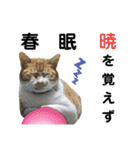 こたとらちょび(四季編)（個別スタンプ：10）