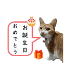 こたとらちょび(四季編)（個別スタンプ：11）