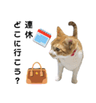 こたとらちょび(四季編)（個別スタンプ：12）
