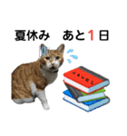 こたとらちょび(四季編)（個別スタンプ：23）