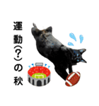こたとらちょび(四季編)（個別スタンプ：25）