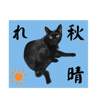 こたとらちょび(四季編)（個別スタンプ：28）