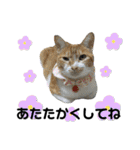 こたとらちょび(四季編)（個別スタンプ：33）