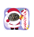 こたとらちょび(四季編)（個別スタンプ：36）