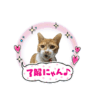 こたとらちょび(四季編)（個別スタンプ：39）
