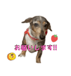 きゅうぷ（個別スタンプ：3）