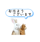 なるべく丁寧な兎と猫（個別スタンプ：1）
