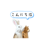 なるべく丁寧な兎と猫（個別スタンプ：2）
