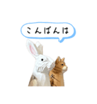 なるべく丁寧な兎と猫（個別スタンプ：3）