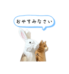 なるべく丁寧な兎と猫（個別スタンプ：4）