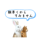 なるべく丁寧な兎と猫（個別スタンプ：5）