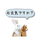 なるべく丁寧な兎と猫（個別スタンプ：7）
