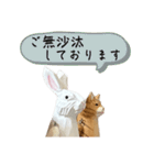 なるべく丁寧な兎と猫（個別スタンプ：8）
