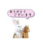 なるべく丁寧な兎と猫（個別スタンプ：9）