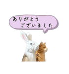 なるべく丁寧な兎と猫（個別スタンプ：10）