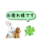 なるべく丁寧な兎と猫（個別スタンプ：11）