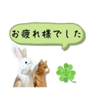 なるべく丁寧な兎と猫（個別スタンプ：12）