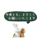 なるべく丁寧な兎と猫（個別スタンプ：13）